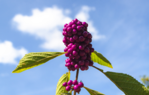 How Native Landscaping Is Taking Over US Gardens